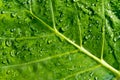 Freshness Leaf of Great Caladium