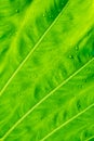 Freshness Leaf of Great Caladium