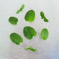 Freshness leaves of mint on drops metal background. Top view