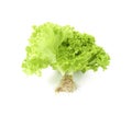 The Freshness Lettuce Coral isolated on white background