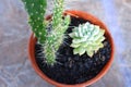 The freshness of the mini cactus and succulent after being watered in the morning Royalty Free Stock Photo
