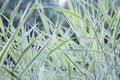 Freshness Nature blurred background. Green grass leaves with white stripes on a dark green background with a glimpse of light Royalty Free Stock Photo