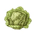 Freshness of nature a organic vegetable lettuce