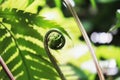 Freshness new fiddle head fern leaf with drop of water morning dew. Royalty Free Stock Photo