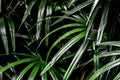 Freshness palm leaves surface in dark tone as rife forest background Royalty Free Stock Photo