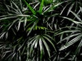 Freshness palm leaves surface in dark tone as rife forest background Royalty Free Stock Photo