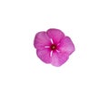 Freshness pink or purple of Periwinkle bloom isolated on white background. Single beautiful flower in closeup Royalty Free Stock Photo