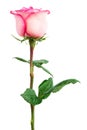 Freshness pink rose