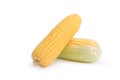 2 Freshness raw corn isolated on the white background Royalty Free Stock Photo