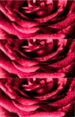 Freshness red rose with water drops, selected focus, floral background Royalty Free Stock Photo