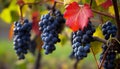 Freshness of ripe grapes in a vineyard, nature bounty generated by AI