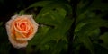 Freshness of rose garden after rain, colourful orange rose with copy space