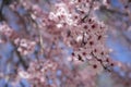 freshness, spring, details of cherry blossoms with beautiful pin