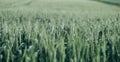 Freshness spring wheat Royalty Free Stock Photo