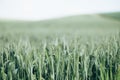 Freshness spring wheat Royalty Free Stock Photo