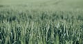 Freshness spring wheat Royalty Free Stock Photo