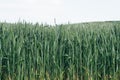 Freshness spring wheat Royalty Free Stock Photo