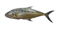Freshness Talang queenfish isolated on white Royalty Free Stock Photo