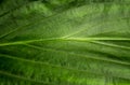 Freshness tropical leaves surface as rife forest background Royalty Free Stock Photo