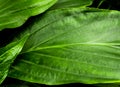 Freshness tropical leaves surface as rife forest background Royalty Free Stock Photo