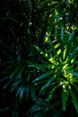 Freshness tropical leaves surface in dark tone as rife forest background Royalty Free Stock Photo