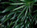 Freshness tropical leaves surface in dark tone as rife forest background Royalty Free Stock Photo