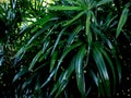 Freshness tropical leaves surface in dark tone as rife forest background Royalty Free Stock Photo