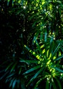 Freshness tropical leaves surface in dark tone as rife forest background Royalty Free Stock Photo