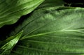 Freshness tropical leaves surface in dark tone as rife forest background Royalty Free Stock Photo