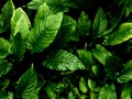 Freshness tropical leaves surface in dark tone as rife forest background