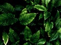 Freshness tropical leaves surface in dark tone as rife forest background