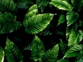 Freshness tropical leaves surface in dark tone as rife forest background