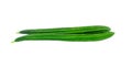 freshness two green angled loofah or aculangula vegetable long size shape. Isolated on white background with clipping path