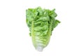 Freshness vegetables of green cos salad isolated white background Royalty Free Stock Photo