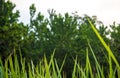 Freshness verdant green of Vetiver Grass blade