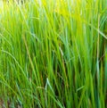 Freshness verdant green of Vetiver Grass blade