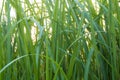 Freshness verdant green of Vetiver Grass blade