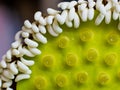 Freshness white lotus pods and pollen Royalty Free Stock Photo