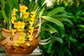 freshness yellow dendrobium orchid flower with green leaves in orange clay pot at botanic garden Royalty Free Stock Photo