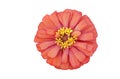 Freshness zinnia isolated blooming on White Background with clipping path.