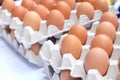 freshs eggs on the tray Royalty Free Stock Photo
