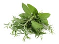 Fresh Tarragon with Rosemary and Sage Bundle isolated on white Background