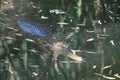 Freshwater adult male crocodile reptile Royalty Free Stock Photo