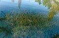 Freshwater algae