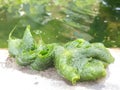 Freshwater algae. Royalty Free Stock Photo