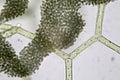 Freshwater algae Hydrodictyon reticulatum and group of cyanobacteria. Super Macro. Aquaculture