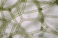 Freshwater algae Hydrodictyon reticulatum mesh. Supermacro. Aquaculture