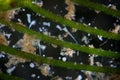 Freshwater algae watermilfoil Myriophyllum by microscope. Ciliates infusoria Stentor polymorphic protozoa microorganisms Royalty Free Stock Photo