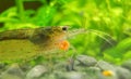 Freshwater Amano shrimp eating. Royalty Free Stock Photo