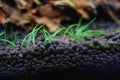 Freshwater amano shrimp on the soil in a plant aquascape Royalty Free Stock Photo